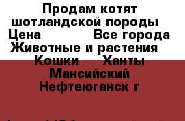 Продам котят шотландской породы › Цена ­ 2 000 - Все города Животные и растения » Кошки   . Ханты-Мансийский,Нефтеюганск г.